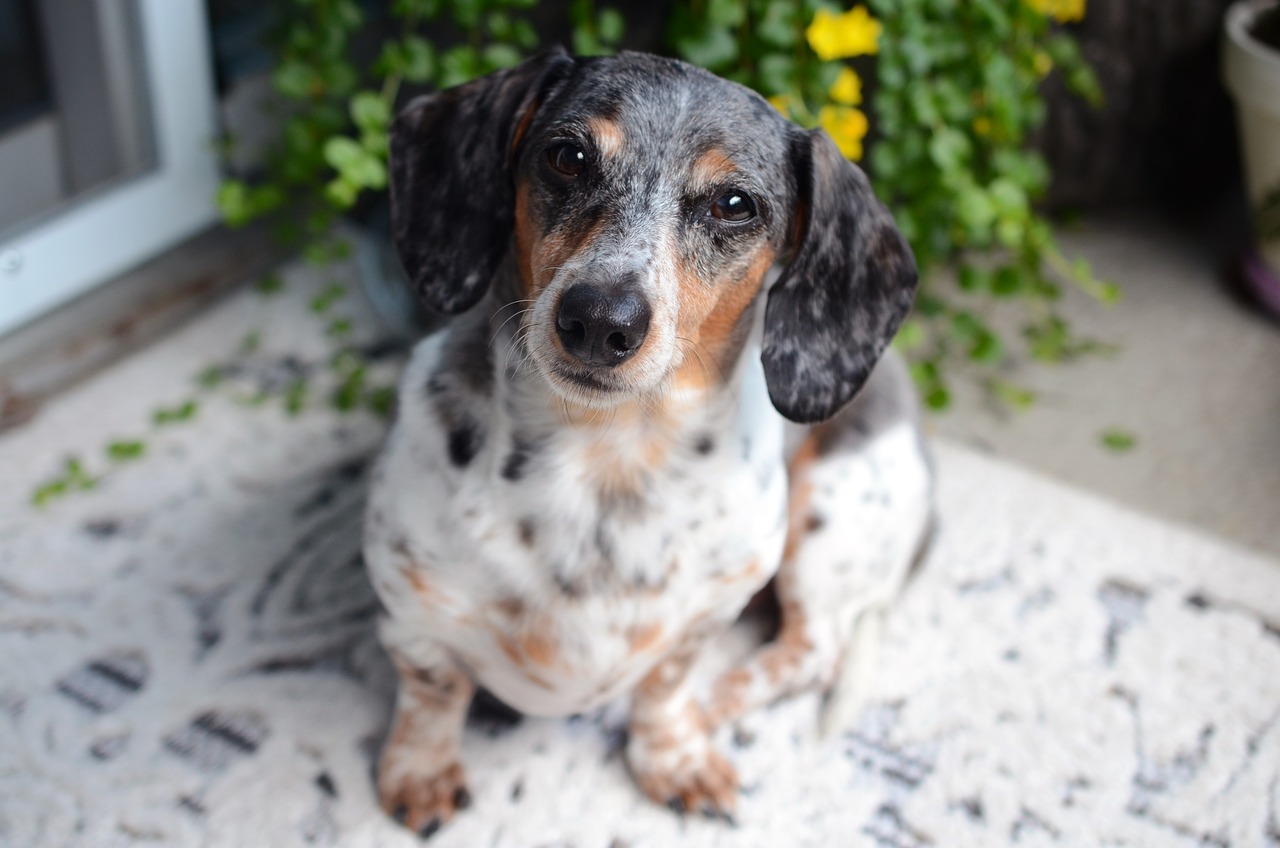 How to Make Your Own Homemade Dog Treats